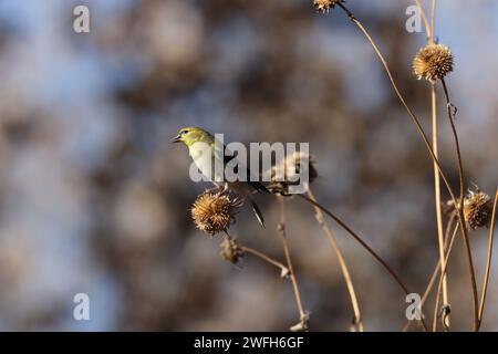 Kleiner Goldfinch (Spinus psaltria) Bosque del Apache National Wildlife Refuge, New Mexico, USA Stockfoto