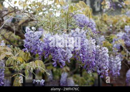 wisteria blüht im Garten Stockfoto