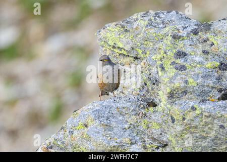 Ein alpiner Akzent auf einem Felsen, Sommer in Südtirol Italien Stilfs Schweiz Stockfoto