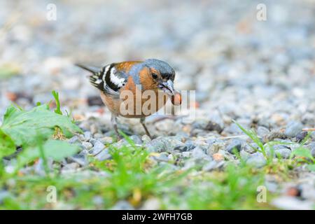 Ein männlicher gemeiner Chaffinch steht auf dem Boden, sonniger Tag im Sommer Prad am Stilfserjoch Italien Stockfoto