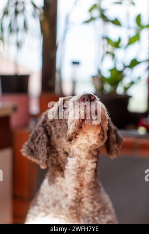 lagotto romagnolo Hund, der aufblickt Stockfoto