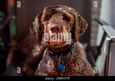 lagotto romagnolo Hund, der in die Kamera schaut Stockfoto