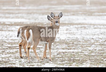 Weißschwanzhirsche und ihr Rehkitz verstecken sich hier auf einem schneebedeckten Feld in Kanada Stockfoto