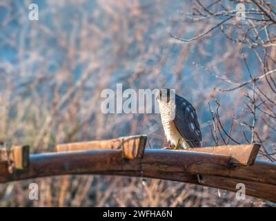 Nahaufnahme von sparrowhawk, der auf Holz sitzt, mit gefangenem Spatzen Stockfoto