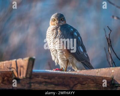 Nahaufnahme von sparrowhawk, der auf Holz sitzt und in die Kamera blickt Stockfoto