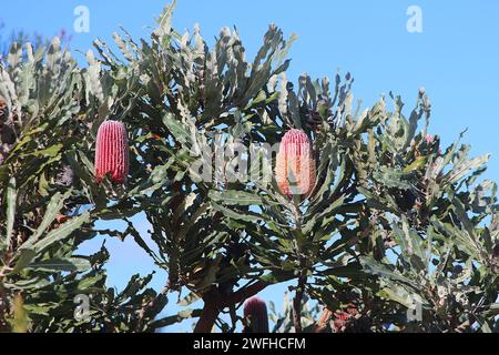 Blütenspitzen und Fruchtkegel aus Brennholz banksia (Banksia menziesii) Endemisch in Westaustralien Stockfoto