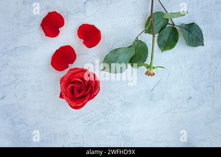 Gebrochene Blüte separater grüner Stiel mit Blättern und roten Knospen. Rote Rose mit gefallenen Blütenblättern auf weißem strukturiertem Hintergrund. Kopierbereich in der Draufsicht Stockfoto