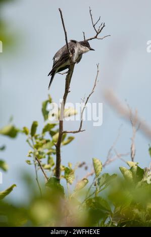 Eastern Kingbird thronte auf einem Baum an den Tioga Hammond Lakes in Pennsylvania Stockfoto