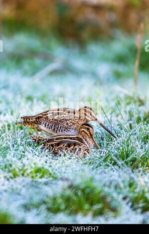Snipe, Gallinago gallinago, füttern Vögel auf Frostmooren Stockfoto