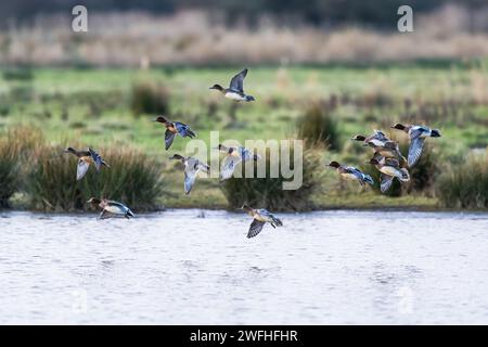 Eurasische Wigeon, Mareca penelope, Vögel im Flug über Marschen Stockfoto