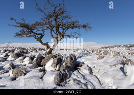 Hawthorn Tree und Kalksteinpflaster im Southerscale Naturschutzgebiet, mit Blick auf den Whernside Hill oberhalb von Ingleton, Yorkshire Dales, North Yorkshire, Großbritannien Stockfoto