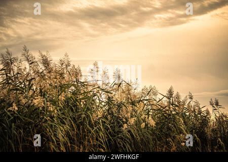 Wilde Pflanzenvegetation auf einem Feld während eines goldenen Sonnenuntergangs Stockfoto