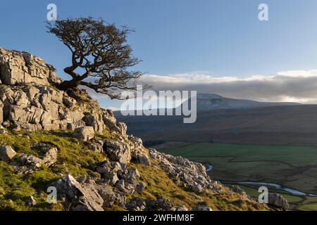 Lone Hawthorn Tree am Twisleton Scar End, oberhalb von Ingleton, Yorkshire Dales, North Yorkshire, Großbritannien Stockfoto