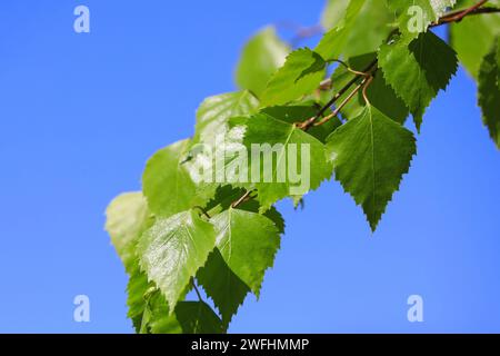 Betula pendula, Silberbirke, Blätter am blauen Himmel im Frühling. B. Pendelrindenextrakte hemmen das Wachstum maligner menschlicher in-vitro-Zelllinien. Stockfoto