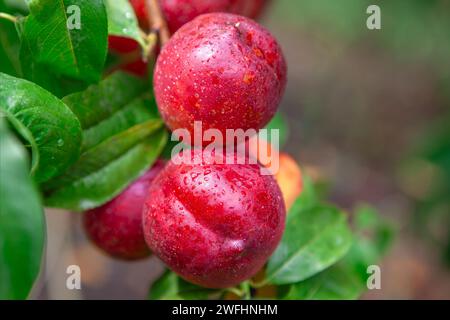 Nektarinenbaum mit Reifen Früchten im Obstgarten. Reife rote Nektarinen auf Baumästen Stockfoto