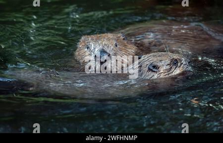 Im Sommer spielen Biberjuvenile in einem Fluss in Schottland zusammen Stockfoto
