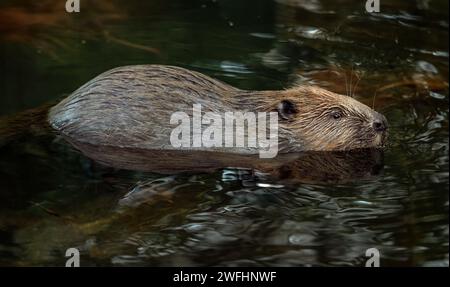 Biber aus nächster Nähe im Fluss, vereinigtes Königreich Stockfoto