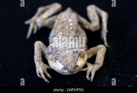 31. Januar 2024, Sachsen-Anhalt, Halle (Saale): Ein Mumifizierfrosch (um 1950), der als Tieropfer vor Gefahr schützen sollte, ist im Landesmuseum Halle/Saale zu sehen. Die Menschen sind seit Tausenden von Jahren von vermeintlicher Magie fasziniert. Ab dem 1. März zeigt eine neue Ausstellung in Halle 200 magische Objekte aus der Antike bis zur Neuzeit aus sieben Ländern. Darunter befinden sich Amulette, Talismane und Voodoo-Puppen, die ihre Besitzer beschützen und Feinde vernichten sollten. Foto: Hendrik Schmidt/dpa Stockfoto