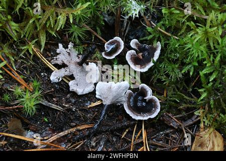 Phellodon connatus, allgemein bekannt als Grauzahn, Wildpilz aus Finnland Stockfoto