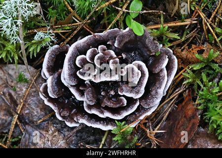 Phellodon connatus, allgemein bekannt als Grauzahn, Wildpilz aus Finnland Stockfoto