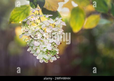 Wunderschöne Hortensie blüht im Garten Stockfoto