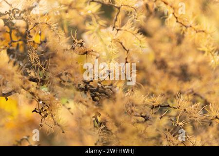 Herbstlicher Hintergrund, orange und gelbe Lärchenäste Stockfoto