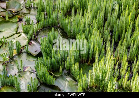Stutenschwanz (Hippuris vulgaris) im Seerosenteich. Gewöhnliche Wasserpflanze. Blühende Pflanzen Stockfoto