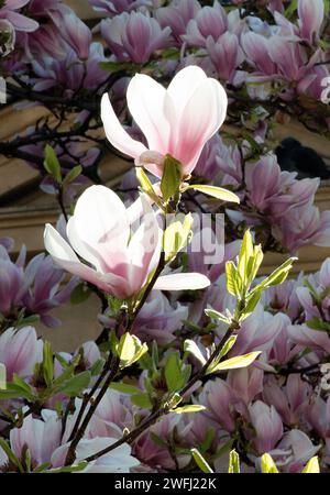Zweig eines Magnolienbaums in Blüte mit zwei rosa Blüten, gegen das Sonnenlicht und im Hintergrund sind mehr Blüten im Schatten. Stockfoto