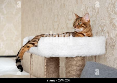 Die bengalische Katze liegt oben auf dem Kratzer im Wohnzimmer. Stockfoto