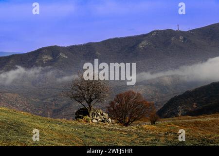 Kleine Bäume am sonnigen Herbsttag. Feld mit grünem und gelbem Gras. Berge mit Wolken fallen Stockfoto