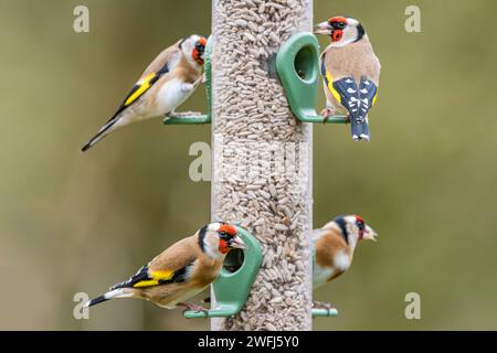 Vier Goldfinken ernähren sich von Sonnenblumenkerzen im Vogelfutter Stockfoto