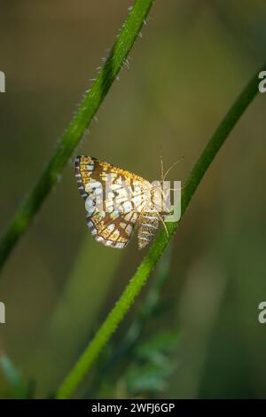 Nahaufnahme einer gitterigen Heide, Chiasmia clathrata, Motte hoch oben auf einer Wiese mit grünem Gras Stockfoto