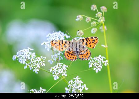 Nahaufnahme des Schmetterlings der Karte, Araschnia Levana, im Frühlingskostüm mit offenen Flügeln, Stockfoto