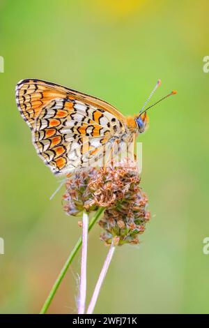 Nahaufnahme einer flockenblume fritillary, Melitaea phoebe, Schmetterling ruht und die Bestäubung in hellem Sonnenlicht. Stockfoto