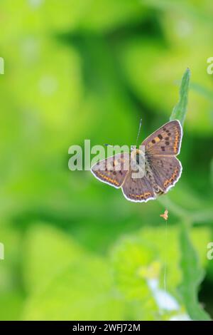 Rußiger Kupferschmetterling Lycaena tityrus bestäubt im Sommer auf einer Auerauchblume. Stockfoto