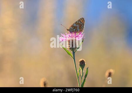 Nahaufnahme einer flockenblume fritillary, Melitaea phoebe, Schmetterling ruht und die Bestäubung in hellem Sonnenlicht. Stockfoto