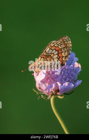 Heide Fritillary Schmetterling, Melitaea athalia, bestäuben in einem Blumenfeld Stockfoto