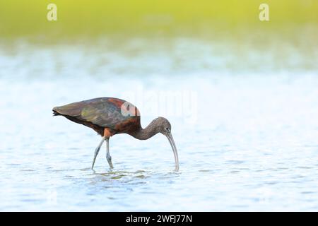 Nahaufnahme eines Hochglanz-Ibis, Plegadis falcinellus, Watvogel im Brutgefieder auf der Suche nach Wasser Stockfoto