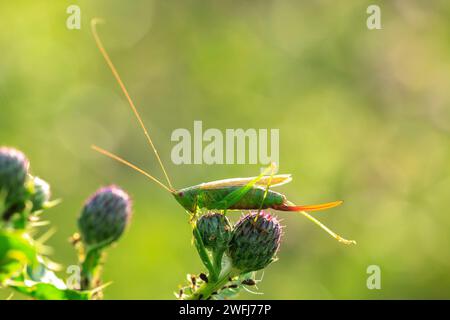 Nahaufnahme eines Conocephalus Fuscus, langflügelige Conehead Buschgrille, die auf einer Wiese ruht Stockfoto