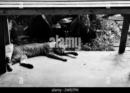 Tabby-Katze, die unter einer Holzbank auf einer Betonterrasse liegt, Schwarzweiß-Foto mit schattigem Gartenlaub im Hintergrund, friedlicher Moment Stockfoto
