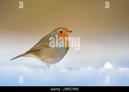 Rotkehlchen Erithacus rubecula, bekannter heimischer Singvogel mit leuchtend rot oranger Brust sitzt im schönsten Licht am Boden im Schnee, warme Farben. Stockfoto