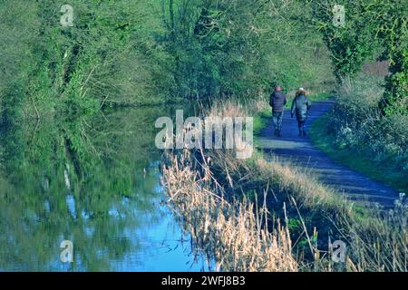 Paare auf einem Winterspaziergang entlang eines Kanalzugs. Grand Western Canal, Tiverton, Devon UK Stockfoto