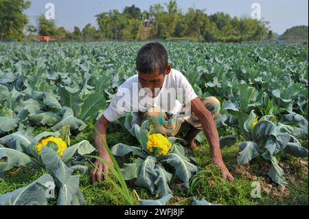 30. Januar 2024, Sylhet, Bangladesch: Ein Bauer räumt Unkraut auf einem bunten Blumenkohlfeld. Auf diesem Gebiet des Dorfes Barnagar von Fatepur union von Goainghat upazila im Bezirk Sylhet werden insgesamt 6 Blumenkohlfarben mit 2 Sorten von Valentina und Corotina Hybriden angebaut. Mit antidiabetischen und krebshemmenden Eigenschaften schmeckt Blumenkohl auch anders. Der gebildete junge Landwirt Mithun Dey baut diesen farbenfrohen Blumenkohl im 4-Biga-Land seiner Familie an. Am 30. Januar 2024 in Sylhet, Bangladesch. (Foto: MD Rafayat Haque Khan/Eyepix Group/SIPA US Stockfoto