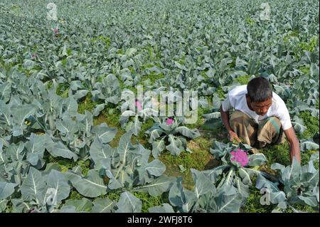 Sylhet, Bangladesch. 30. Januar 2024. Ein Bauer räumt Unkraut auf einem bunten Blumenkohlfeld. Auf diesem Gebiet des Dorfes Barnagar von Fatepur union von Goainghat upazila im Bezirk Sylhet werden insgesamt 6 Blumenkohlfarben mit 2 Sorten von Valentina und Corotina Hybriden angebaut. Mit antidiabetischen und krebshemmenden Eigenschaften schmeckt Blumenkohl auch anders. Der gebildete junge Landwirt Mithun Dey baut diesen farbenfrohen Blumenkohl im 4-Biga-Land seiner Familie an. Am 30. Januar 2024 in Sylhet, Bangladesch. (Bild: © MD Rafayat Haque Khan/Okularis Via ZUMA Stockfoto