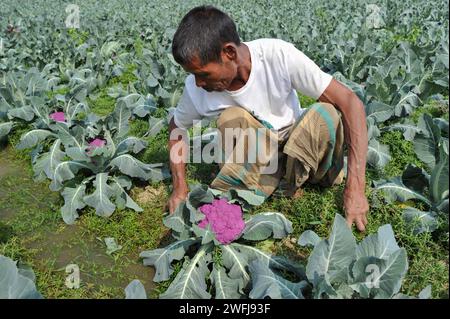 Sylhet, Bangladesch. 30. Januar 2024. Ein Bauer räumt Unkraut auf einem bunten Blumenkohlfeld. Auf diesem Gebiet des Dorfes Barnagar von Fatepur union von Goainghat upazila im Bezirk Sylhet werden insgesamt 6 Blumenkohlfarben mit 2 Sorten von Valentina und Corotina Hybriden angebaut. Mit antidiabetischen und krebshemmenden Eigenschaften schmeckt Blumenkohl auch anders. Der gebildete junge Landwirt Mithun Dey baut diesen farbenfrohen Blumenkohl im 4-Biga-Land seiner Familie an. Am 30. Januar 2024 in Sylhet, Bangladesch. (Bild: © MD Rafayat Haque Khan/Okularis Via ZUMA Stockfoto