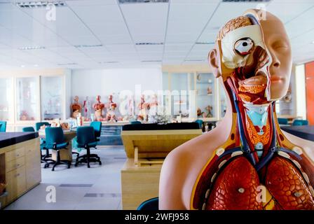 Menschliches anatomisches Schaupuppe. Stockfoto