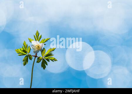 Eine zarte weiße Wildblume steht hoch, deren Blüten und Laub durch den sanften Kontrast des klaren blauen Himmels und des sanften Bokeh-Lichts unterstrichen wird Stockfoto