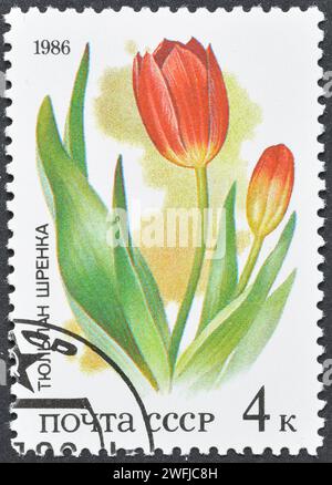 Von der Sowjetunion gedruckte gestempelte Briefmarke, die Schrenks Tulip (Tulipa schrenkii), geschützte Flora der russischen Steppen, um 1986 zeigt. Stockfoto