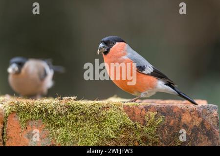 Bullfinch; Pyrrhula pyrrhula; männlich und weiblich; UK Stockfoto