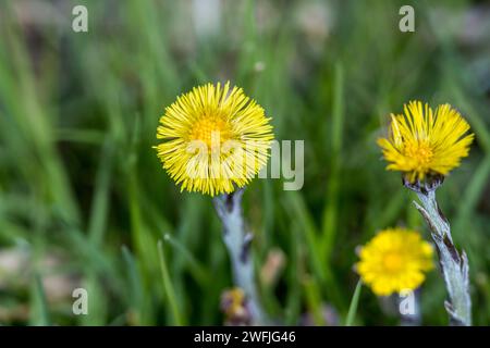 Coltsfoot; Tussilago farfara; Blume; UK Stockfoto